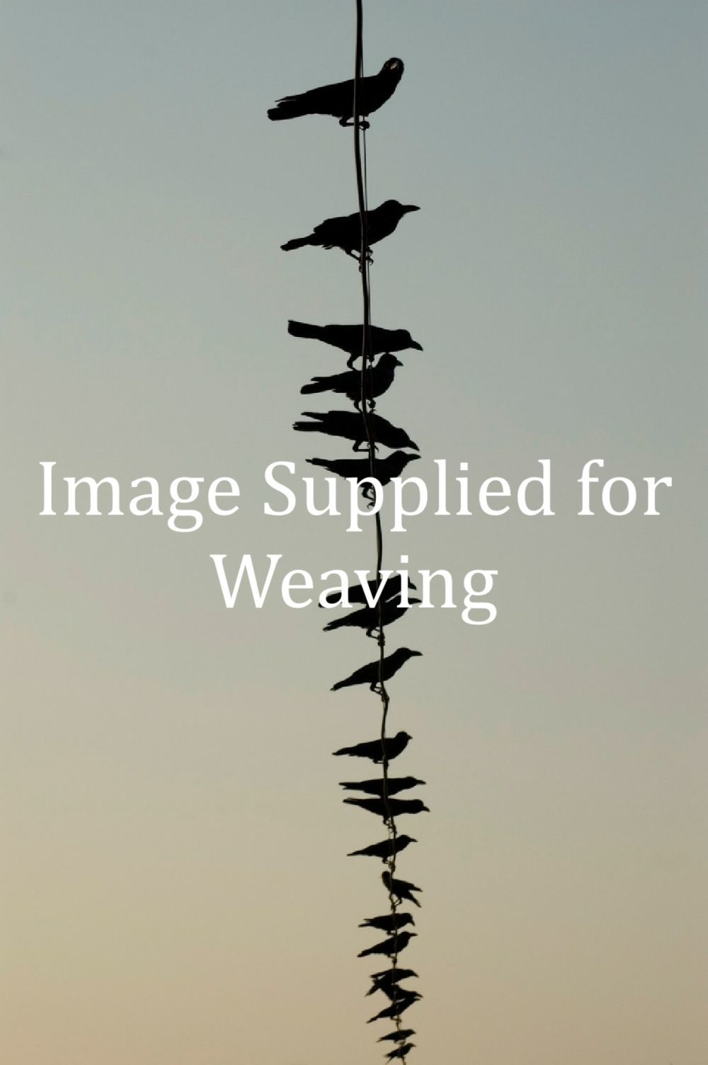 Silhouetted birds perched on a wire