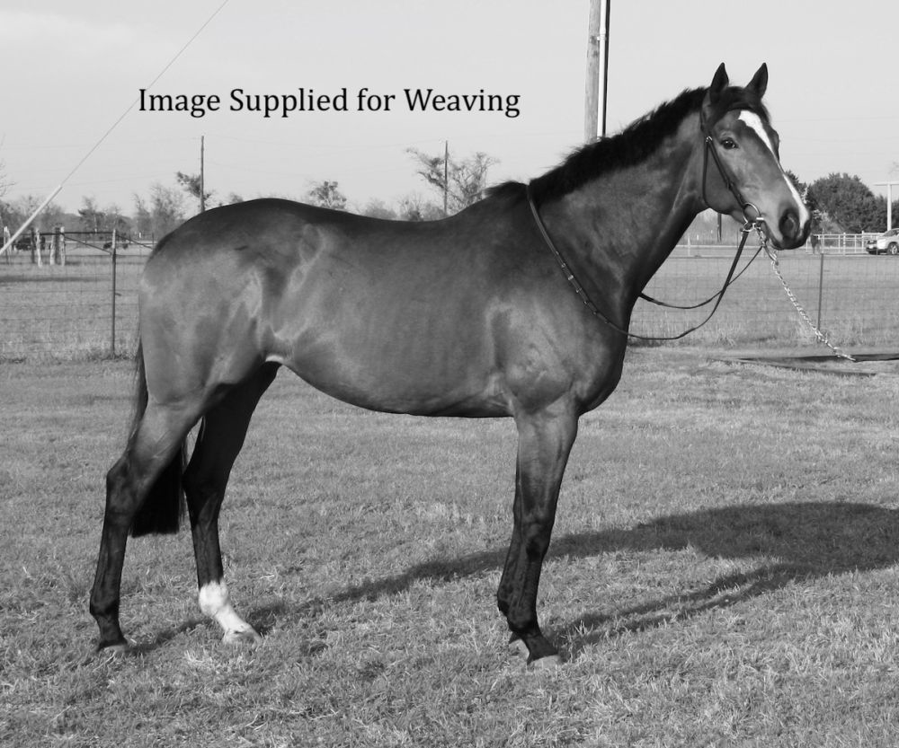 Majestic horse standing tall